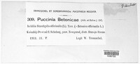 Puccinia betonicae image